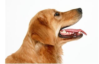 冠能教你正确认识宠物食品中的钙